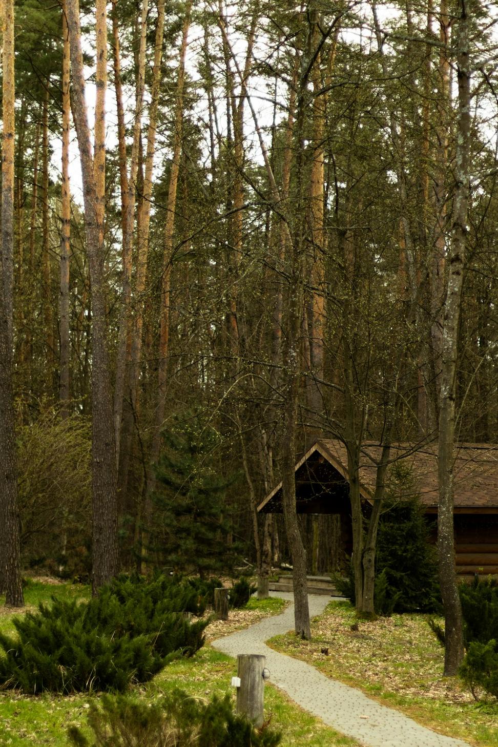 Forest Retreat